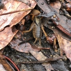 Gryllotalpa sp. (genus) (Mole Cricket) at Kosciuszko National Park, NSW - 8 Mar 2020 by Jubeyjubes