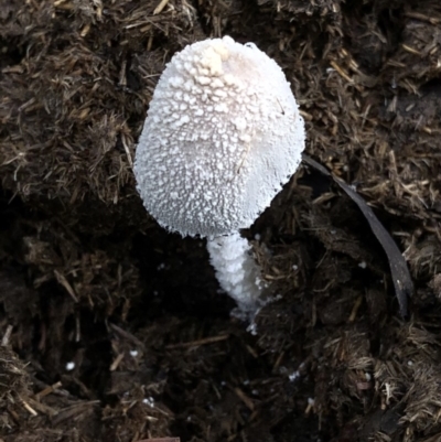 Coprinellus etc. (An Inkcap) at Kosciuszko National Park, NSW - 8 Mar 2020 by Jubeyjubes