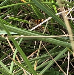 Oreixenica lathoniella at Kosciuszko National Park, NSW - 8 Mar 2020