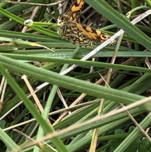 Oreixenica lathoniella at Kosciuszko National Park, NSW - 8 Mar 2020