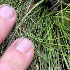 Poa sp. (A Snow Grass) at Kosciuszko National Park, NSW - 8 Mar 2020 by Jubeyjubes