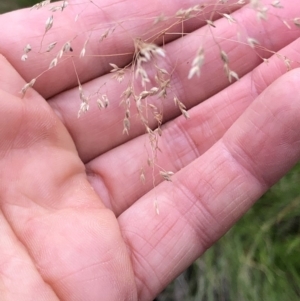 Poa sp. at Kosciuszko National Park, NSW - 8 Mar 2020