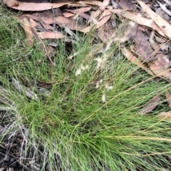 Poa sp. at Kosciuszko National Park, NSW - 8 Mar 2020