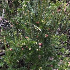 Acrothamnus montanus at Kosciuszko National Park, NSW - 7 Mar 2020 by Jubeyjubes