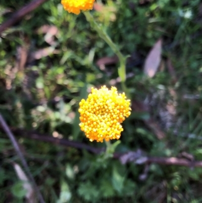 Craspedia sp. (Billy Buttons) at Kosciuszko National Park, NSW - 7 Mar 2020 by Jubeyjubes