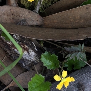 Goodenia hederacea subsp. alpestris at Pilot Wilderness, NSW - 7 Mar 2020