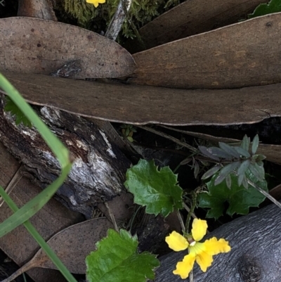 Goodenia hederacea subsp. alpestris at Pilot Wilderness, NSW - 7 Mar 2020 by Jubeyjubes