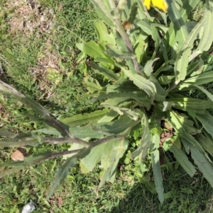 Podolepis laciniata at Kosciuszko National Park, NSW - 7 Mar 2020