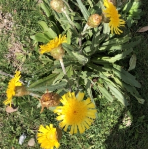 Podolepis laciniata at Kosciuszko National Park, NSW - 7 Mar 2020