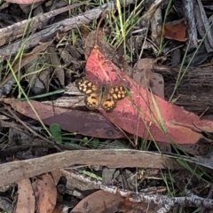 Geitoneura klugii (Marbled Xenica) at Kosciuszko National Park, NSW - 8 Mar 2020 by Jubeyjubes