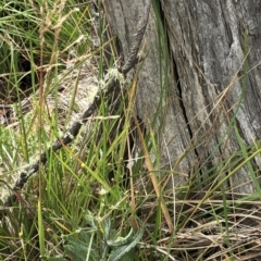 Poa sp. (A Snow Grass) at Pilot Wilderness, NSW - 8 Mar 2020 by Jubeyjubes