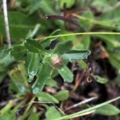 Brachyscome aculeata (Hill Daisy) at Pilot Wilderness, NSW - 8 Mar 2020 by Jubeyjubes