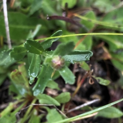 Brachyscome aculeata (Hill Daisy) at Pilot Wilderness, NSW - 8 Mar 2020 by Jubeyjubes