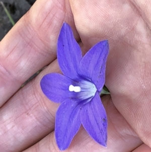 Wahlenbergia gloriosa at Kosciuszko National Park, NSW - 7 Mar 2020