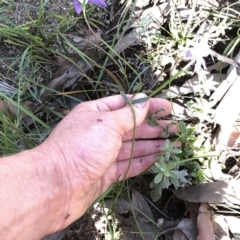 Wahlenbergia gloriosa at Kosciuszko National Park, NSW - 7 Mar 2020