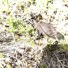 Acripeza reticulata (Mountain Katydid) at Kosciuszko National Park, NSW - 7 Mar 2020 by Jubeyjubes