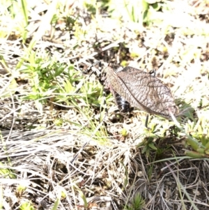 Acripeza reticulata at Kosciuszko National Park, NSW - 7 Mar 2020