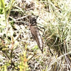 Acripeza reticulata at Kosciuszko National Park, NSW - 7 Mar 2020