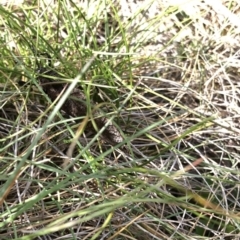 Acripeza reticulata at Kosciuszko National Park, NSW - 7 Mar 2020