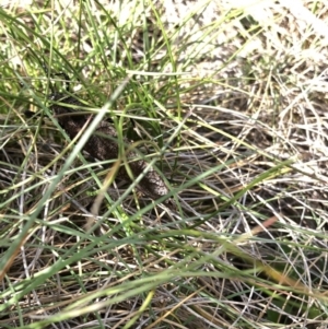 Acripeza reticulata at Kosciuszko National Park, NSW - 7 Mar 2020