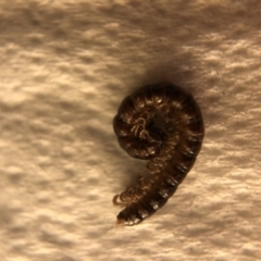 Diplopoda (class) (Unidentified millipede) at Aranda, ACT - 5 Mar 2020 by Jubeyjubes