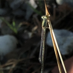 Ischnura aurora (Aurora Bluetail) at Aranda, ACT - 5 Mar 2020 by Jubeyjubes