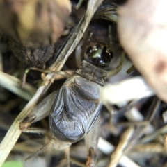 Eurygryllodes diminutus (A cricket) at Aranda, ACT - 6 Mar 2020 by Jubeyjubes