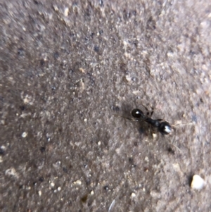 Pheidole sp. (genus) at Aranda, ACT - 9 Mar 2020