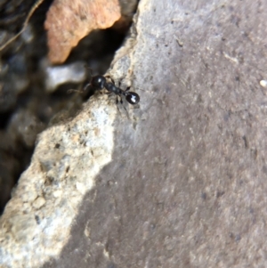 Pheidole sp. (genus) at Aranda, ACT - 9 Mar 2020