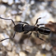 Rhytidoponera sp. (genus) (Rhytidoponera ant) at Aranda, ACT - 9 Mar 2020 by Jubeyjubes