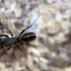 Rhytidoponera sp. (genus) at Aranda, ACT - 9 Mar 2020