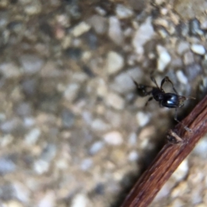 Pheidole sp. (genus) at Aranda, ACT - 9 Mar 2020