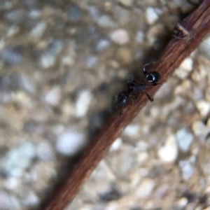 Pheidole sp. (genus) at Aranda, ACT - 9 Mar 2020 03:00 PM