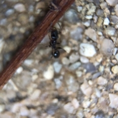 Pheidole sp. (genus) at Aranda, ACT - 9 Mar 2020 03:00 PM