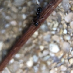 Pheidole sp. (genus) at Aranda, ACT - 9 Mar 2020 03:00 PM