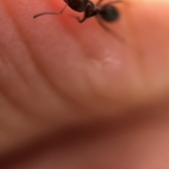 Iridomyrmex sp. (genus) (Ant) at Aranda, ACT - 9 Mar 2020 by Jubeyjubes