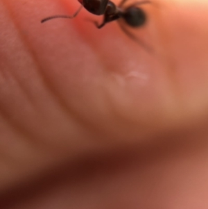 Iridomyrmex sp. (genus) at Aranda, ACT - 9 Mar 2020