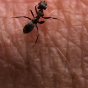 Iridomyrmex sp. (genus) at Aranda, ACT - 9 Mar 2020