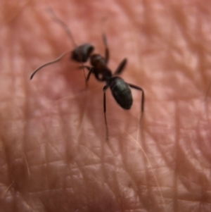 Iridomyrmex sp. (genus) at Aranda, ACT - 9 Mar 2020