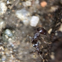 Pheidole sp. (genus) (Seed-harvesting ant) at Aranda, ACT - 9 Mar 2020 by Jubeyjubes