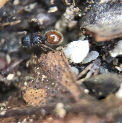 Meranoplus sp. (genus) (Shield Ant) at Aranda, ACT - 9 Mar 2020 by Jubeyjubes