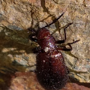 Lagriini sp. (tribe) at Greenleigh, NSW - 9 Mar 2020