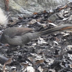 Menura novaehollandiae (Superb Lyrebird) at Bargo River State Conservation Area - 9 Mar 2020 by GlossyGal