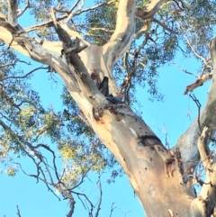 Callocephalon fimbriatum (Gang-gang Cockatoo) at GG229 - 9 Mar 2020 by KL