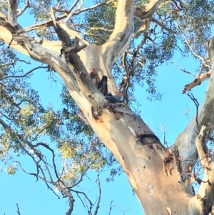 Callocephalon fimbriatum at Hughes, ACT - suppressed