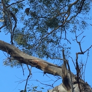 Callocephalon fimbriatum at Hughes, ACT - suppressed