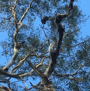 Callocephalon fimbriatum at Hughes, ACT - suppressed