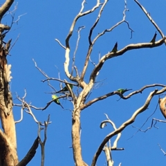 Polytelis swainsonii (Superb Parrot) at Hughes, ACT - 9 Mar 2020 by KL