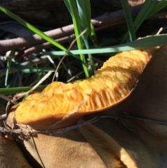 Phylloporus sp. (Phylloporus sp.) at Garran, ACT - 9 Mar 2020 by KL