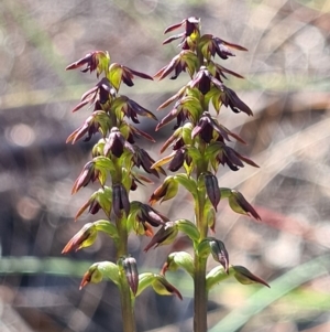 Corunastylis clivicola at Denman Prospect, ACT - 9 Mar 2020